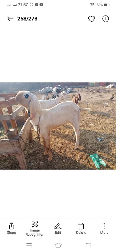 Rajanpuri breeder bakra 2 dant