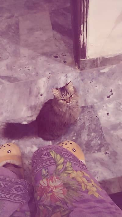 Persian kittens for sale