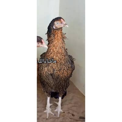 Kelon Wali Madi 0324-7029776