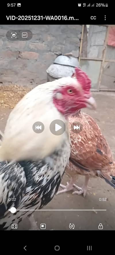 کوالٹی اسیل جوڑا فار سیل