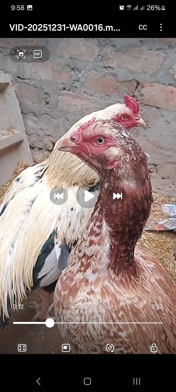 کوالٹی اسیل جوڑا فار سیل 1