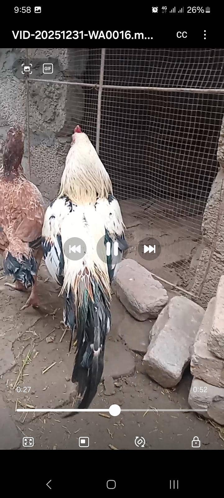 کوالٹی اسیل جوڑا فار سیل 2