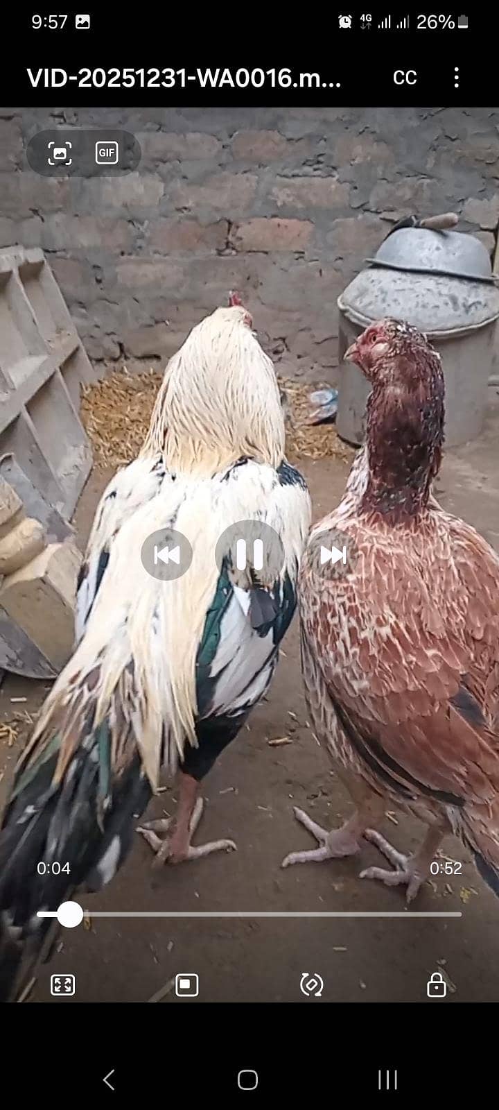 کوالٹی اسیل جوڑا فار سیل 4