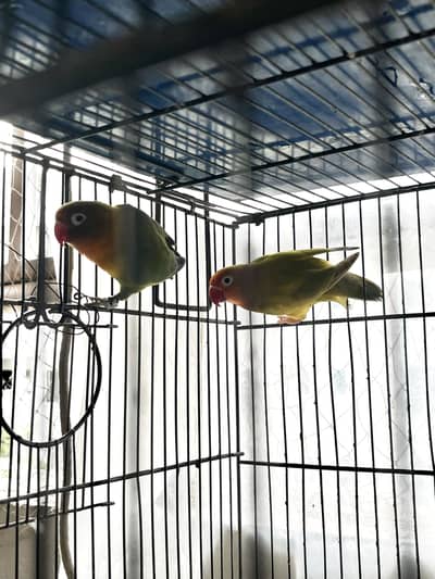 Breeder Lovebird Pallid Pair With 3 Chics