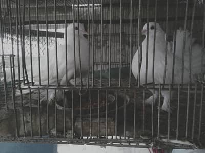 لقا سفید کبوتر دستیاب ہیں