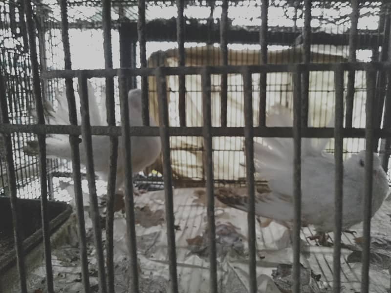 لقا سفید کبوتر دستیاب ہیں 1