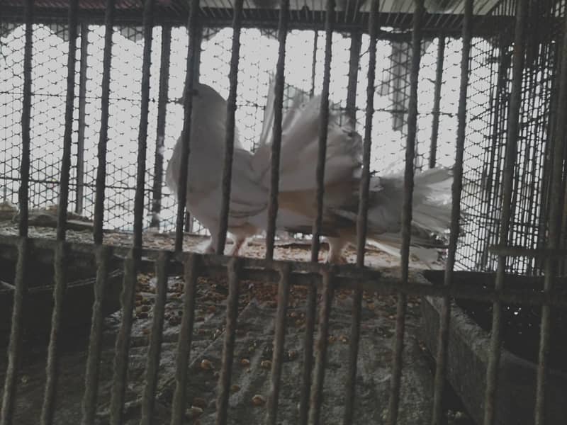 لقا سفید کبوتر دستیاب ہیں 3