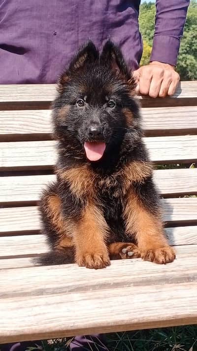 German shepherd pipes for sale 03478614132 call whatsap
