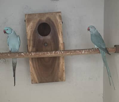 Blue Ringneck
