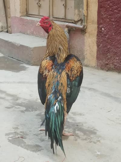 aseel murgah healthy and active