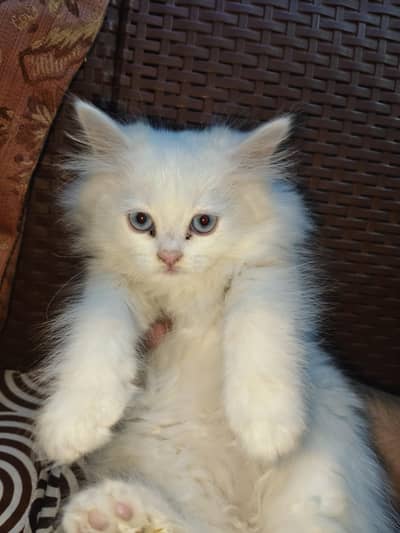 Three Persian kittens for sale