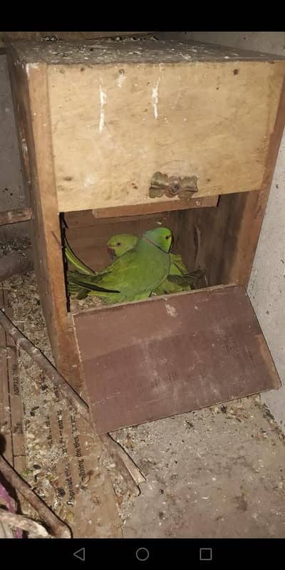 ring nick parrots, love brid 5 eggs, frill back and cocktails more. . . .