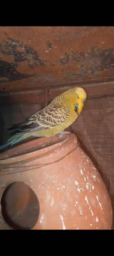 budgies breeder pair