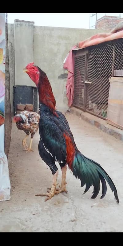 High Quality Aseel Available