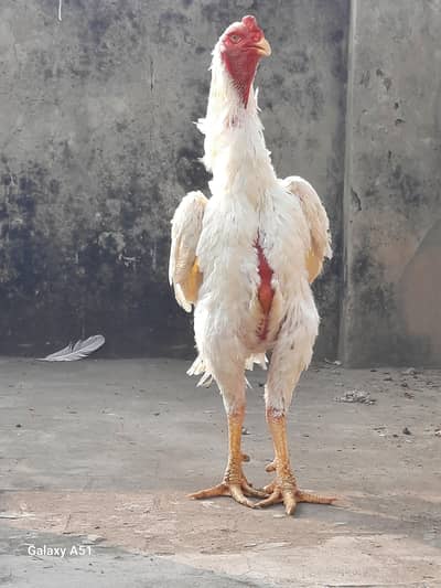 white shame long  height