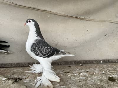 4 Lahori European line hens available