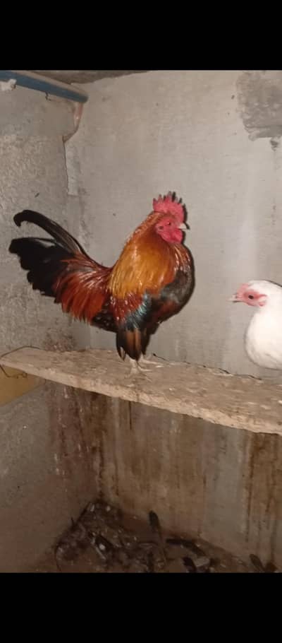 Pure English Game zero size pair