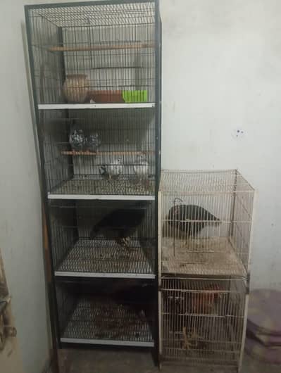 Birds Cage