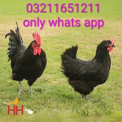 Australorp Breedar egg laying Pair