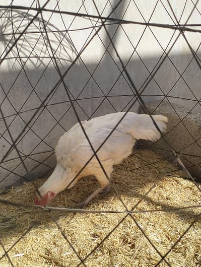 Heeri and aseel breeder Female