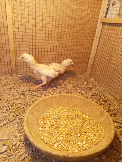 Aseel Chick Heera Aseel  pair  20 days age