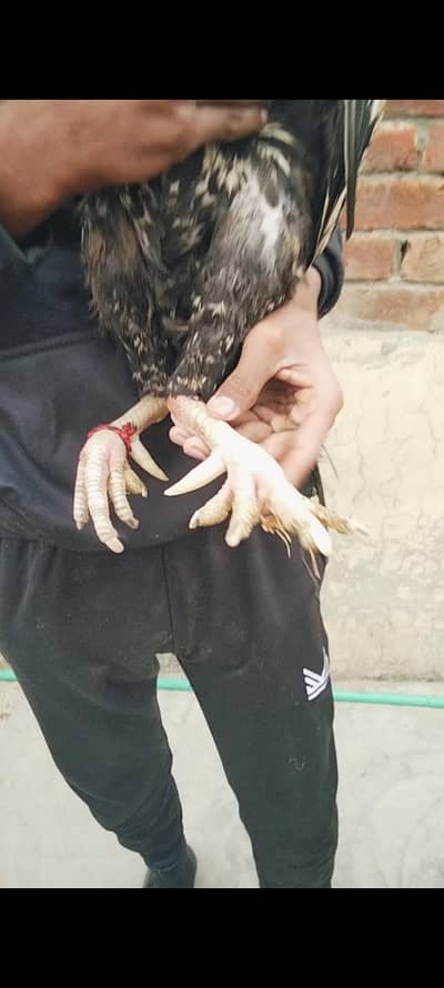 contact on my what's app pay  03710717540