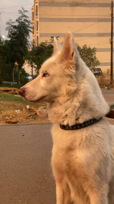white husky