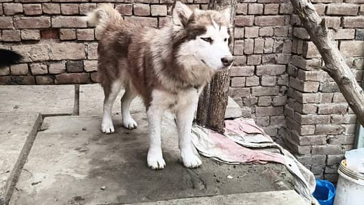 Siberian Husky Female 10 month Age