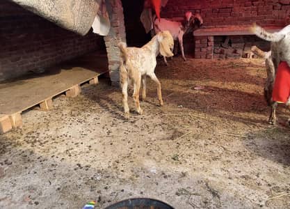 Makhi cheena male goat