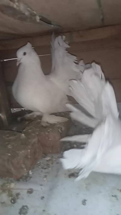 wait yang pair for sal