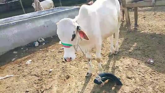 Gulabi Kajla Bachhra Qurbani 2026