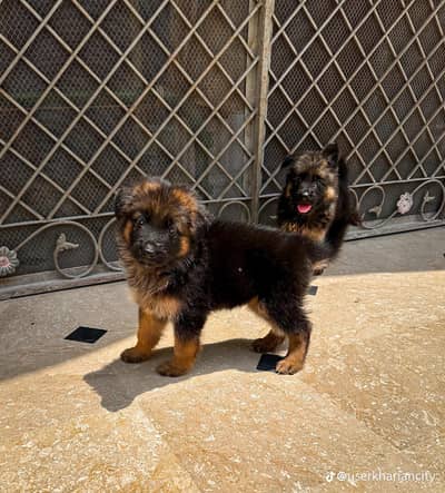 German Shepherd puppy long coat for sale