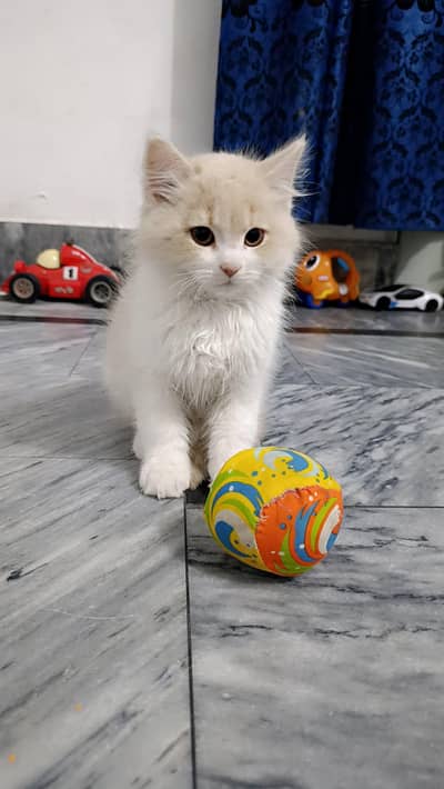 Persian female kitten
