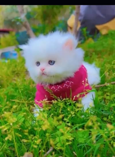 extra long coted punch face Bhalo kittan  03125718522 whatp