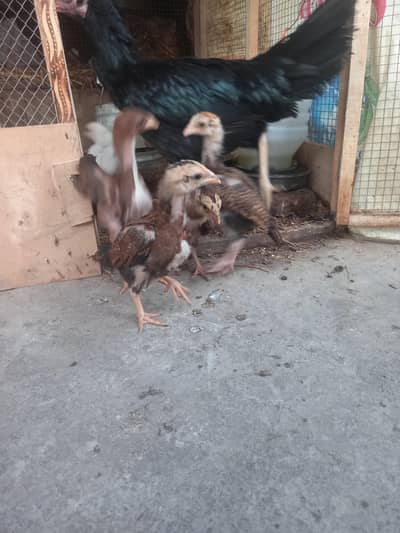 ASEEL CROSS CHICKS  AVAILABLE