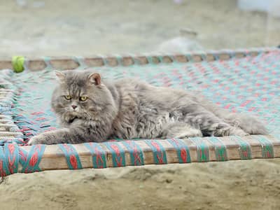 Persian cat