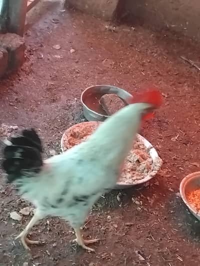 desi murghy perfect  for breed