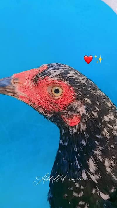 pure aseel (rajistani) 03007427267