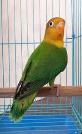 3 breeder pairs available