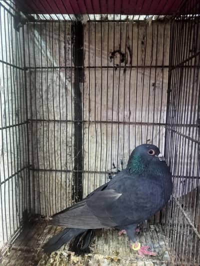 lake  kabootar for sale