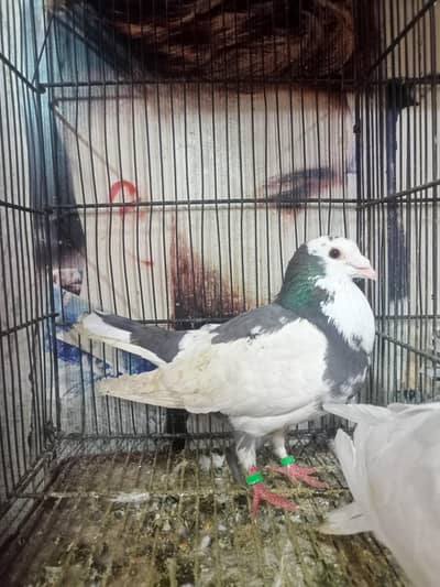 lake  kabootar for sale