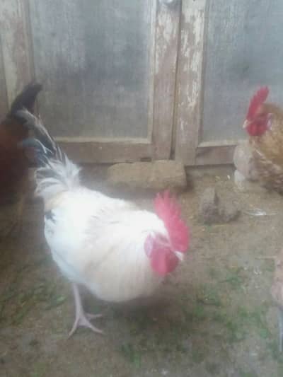 dasi murghy murghya for sale