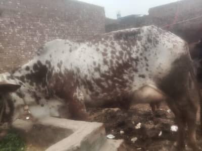 phala suwa h 0/3/2/2/1/0/8/7/5/9/0