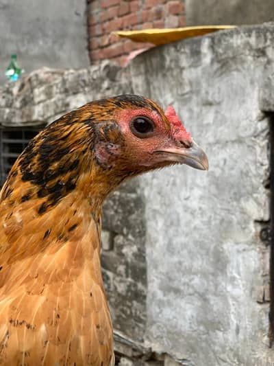 waleti madi for sell