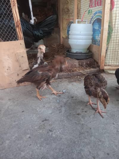 Aseel with desi cross Chicks