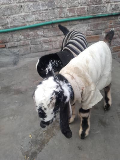 dasi bakri dood  wali sat 2 bachy for sale