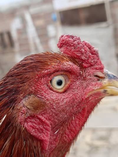 Long Tail Assel mianwali For Sale