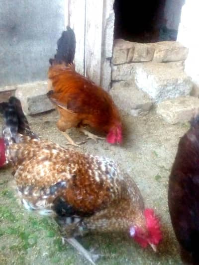 Pure Dasi Murghy For Sale