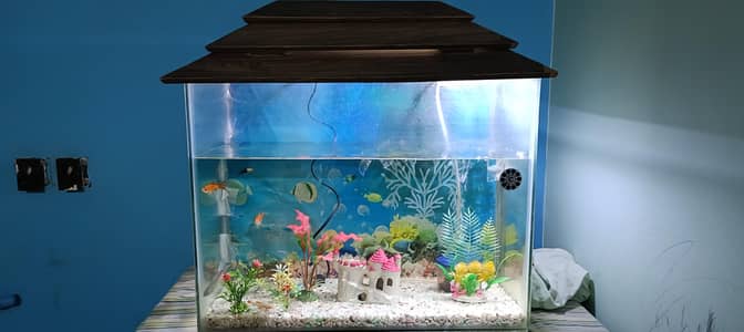 Fish  Aquarium