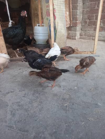 Aseel with Desi Cross Breed (only for Lahore)